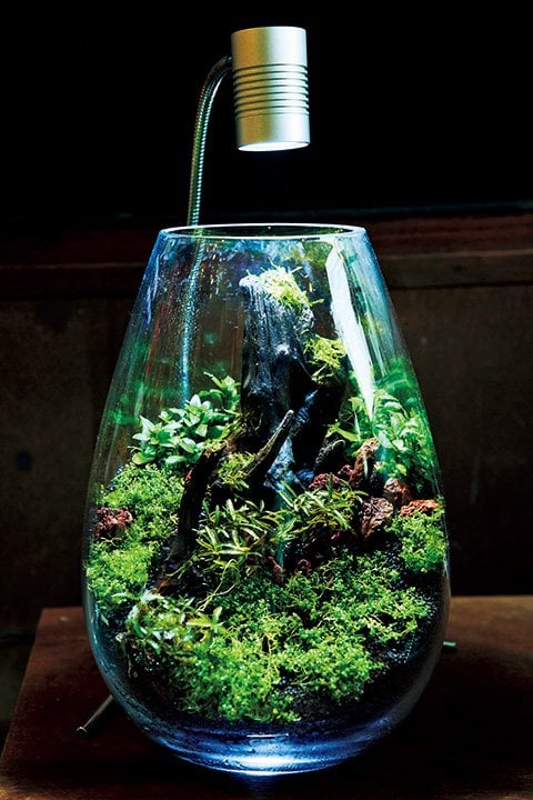 グラス型の水槽の底面は手のひらサイズ