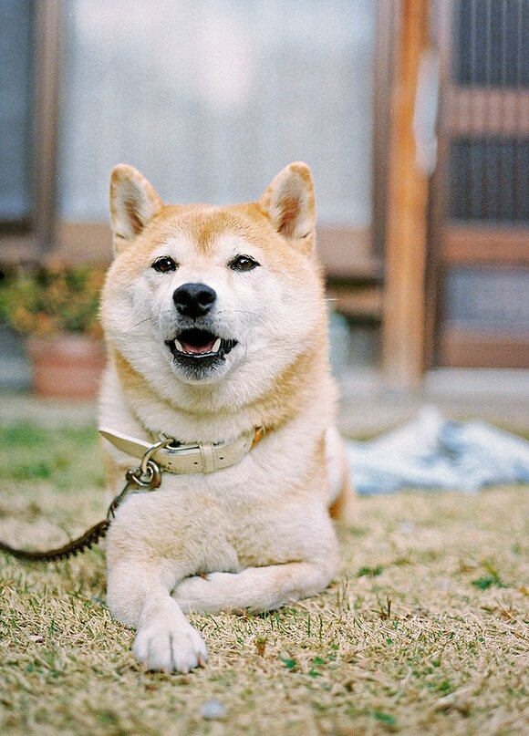 モフ度を増す冬の犬 頬はまるで雪見だいふく Inubot回覧板 Esseonline エッセ オンライン