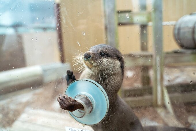 コツメカワウソ1