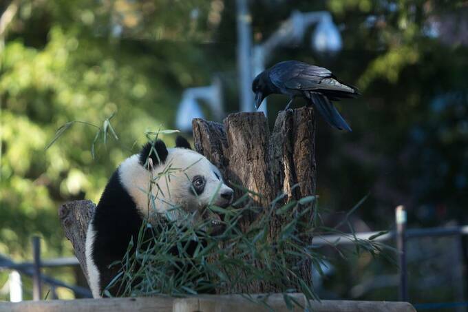 カラスとパンダ