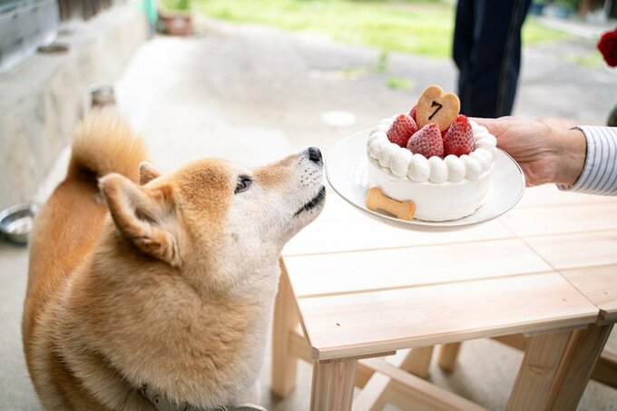 ケーキを見る犬