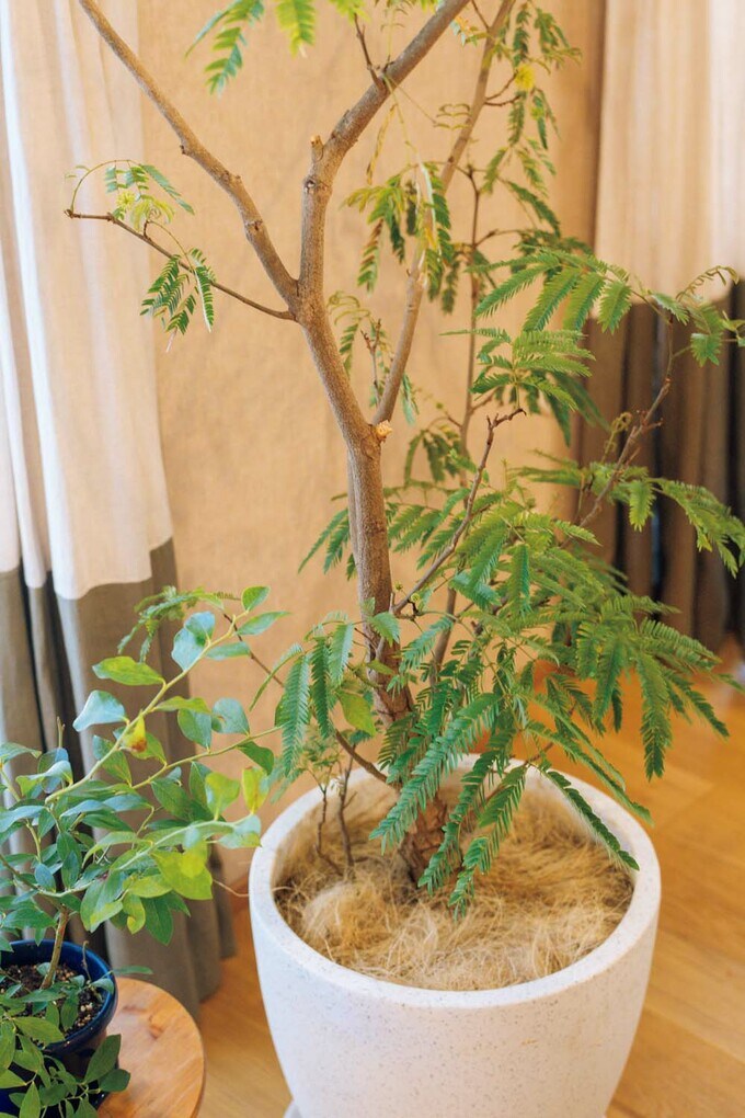 エバーフレッシュ