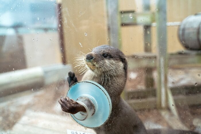 コツメカワウソと握手体験も！「横浜・八景島シーパラダイス」の魅力を