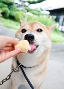 スポンジも食べて