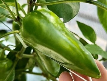 旬のピーマンは生で食べるのがいい。切り方次第で苦みも軽減できる