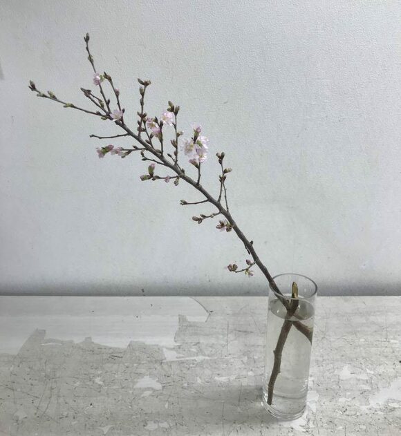 桜や桃の枝を花ビンに生けるコツ こうすればぐらつかない Esseonline エッセ オンライン