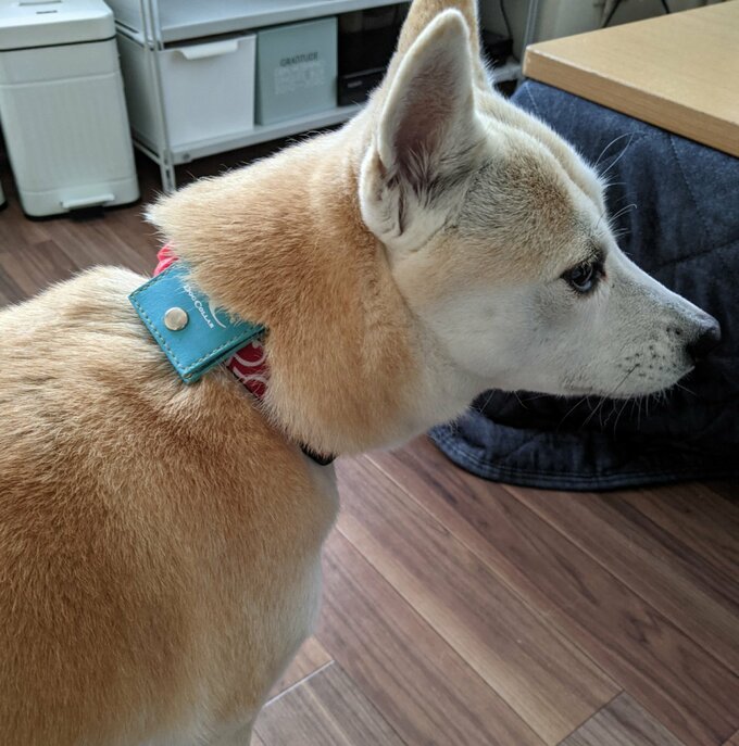 首輪つけている犬