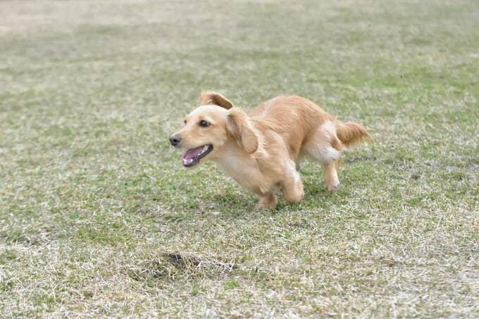 犬が走っている様子