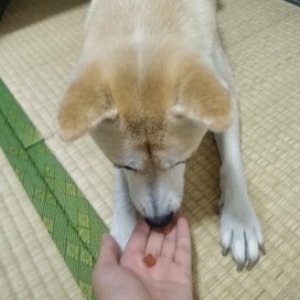 ＜保護犬マンガ＞食卓を見ながらよだれがタラーリ。わんこのびしょ濡れ事変