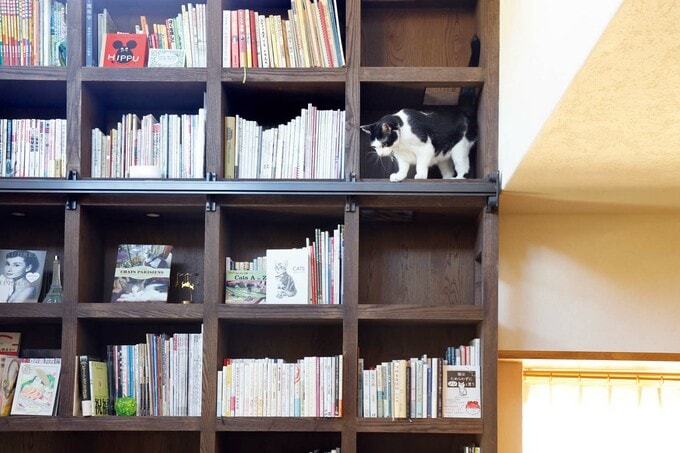 リビングの本棚とネコ