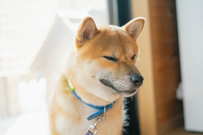 伴侶犬に最適な犬種13選