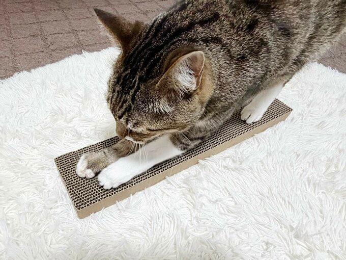 爪とぎ