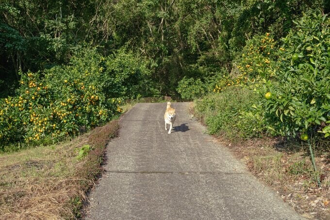 走る犬