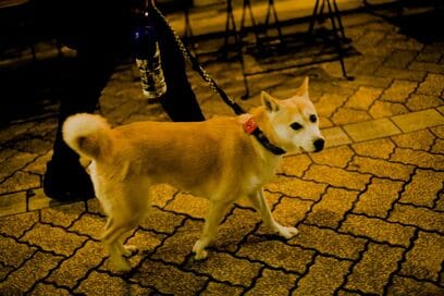 【保護犬マンガ】男性恐怖症のわんこ。オットの帰宅時間になると、興奮しすぎて…