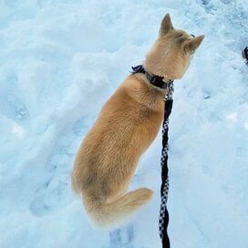 【保護犬マンガ】「ふうちゃん」って呼ぶと振り向くようになったわんこに感無量！