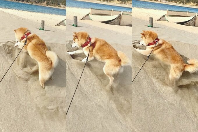 穴掘りする犬