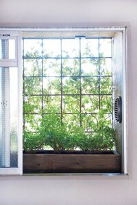 窓辺にグリーンがあればカーテンはいらない