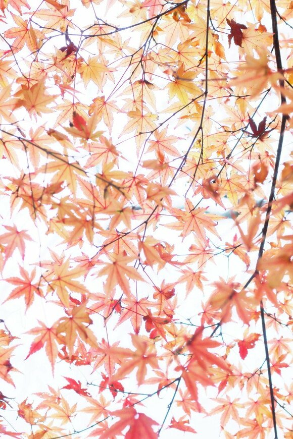 紅葉