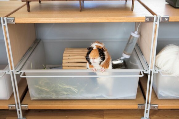 ペットのおうちも収納用の箱で!