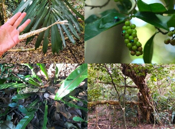 ガジュマルなど