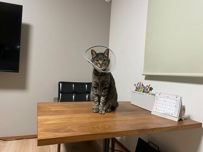 ネコちゃんと部屋