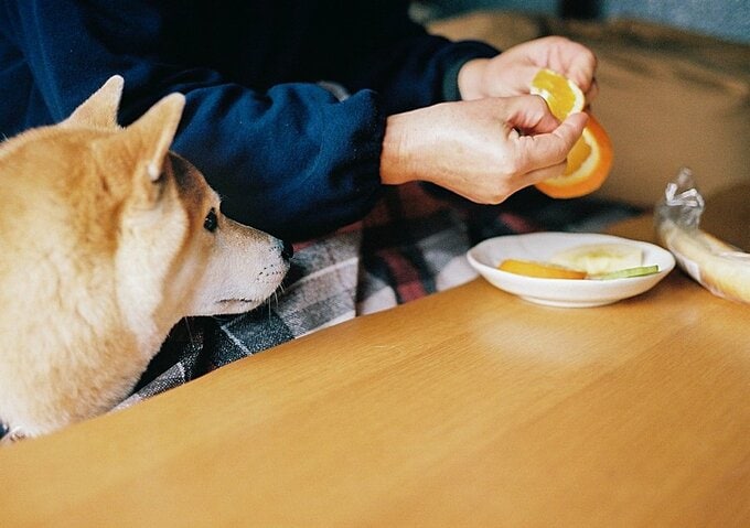 甘え方の引き出しが微妙に違って見える