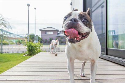 愛犬が喜ぶ庭づくりのポイント。知らずに、足腰の負担になるケースも