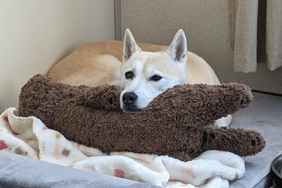 ふて寝していたはずの犬が…思わず笑った「かわいい」への意外な反応