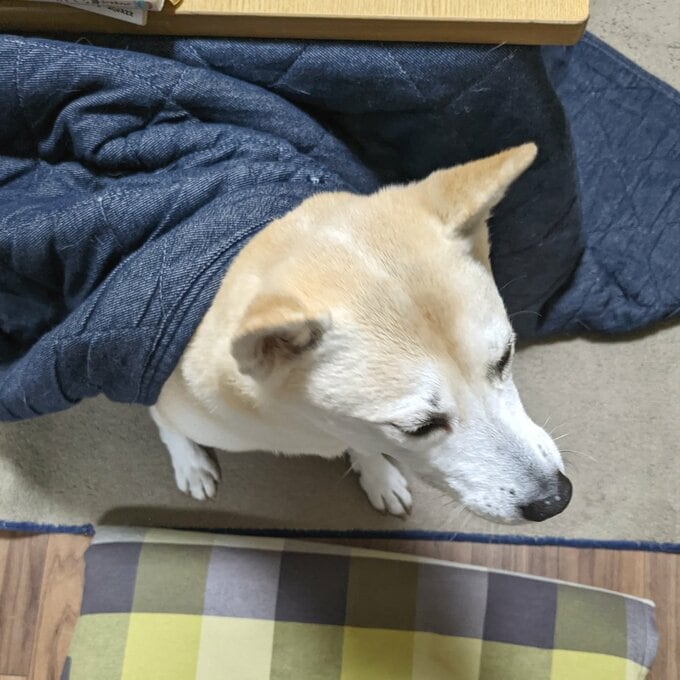 ふうちゃん