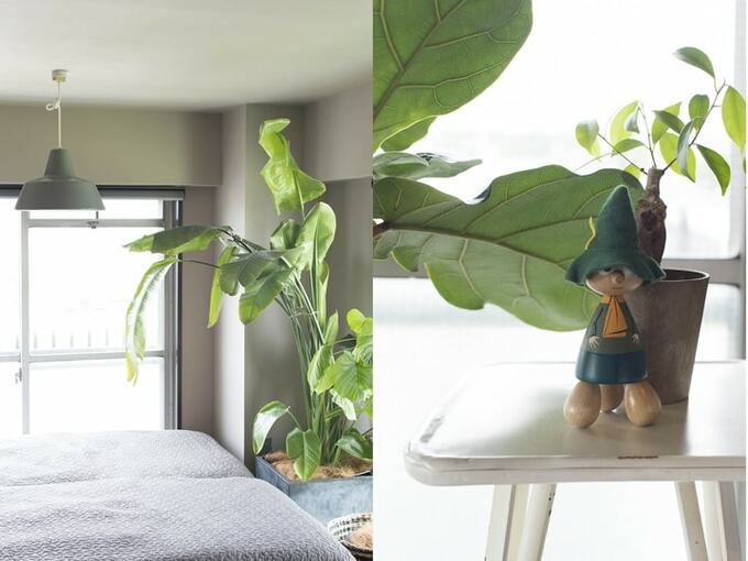 大きな観葉植物