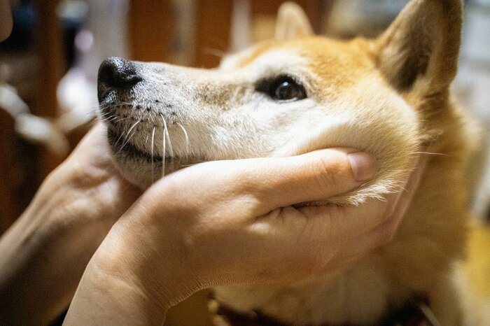 犬が過ごしたある週末。和やかな光景に自然と笑みがこぼれる