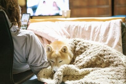 犬がいる場所が、帰る場所。連載開始から7年経っても変わらない家族の形