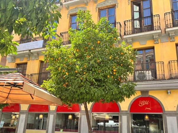 海外の街の街路樹