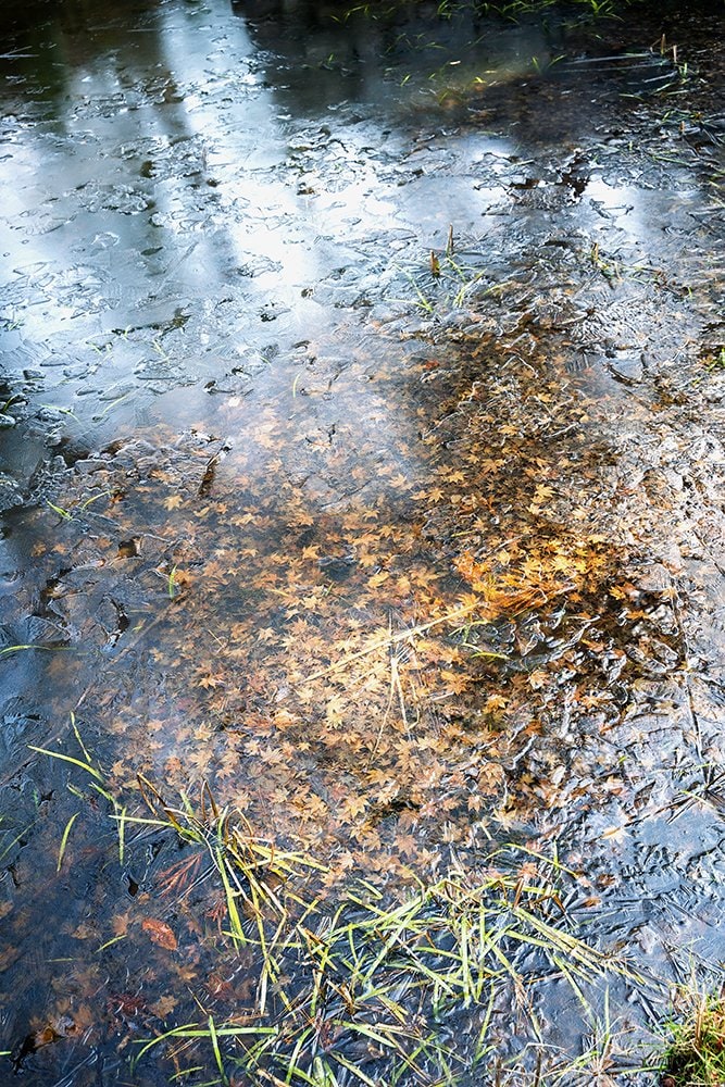 所々氷が張っている池