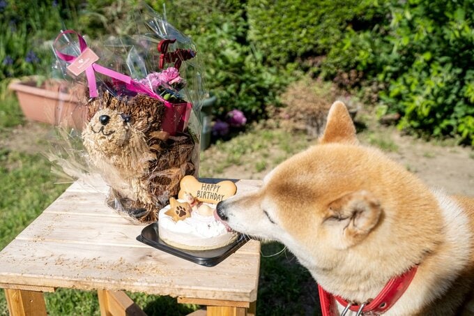 ケーキに反応する犬