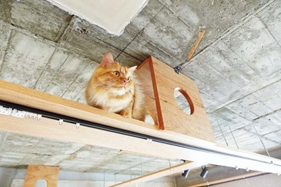 猫が家じゅうでのびのび。「キャットウォークがインテリア」の団地リノベ事例