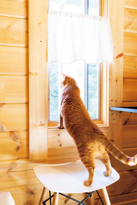 ログハウスの窓辺から外を眺めるネコ
