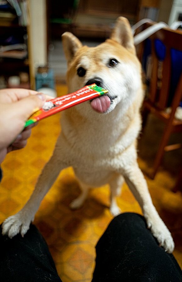 ちゅ～るを食べる犬