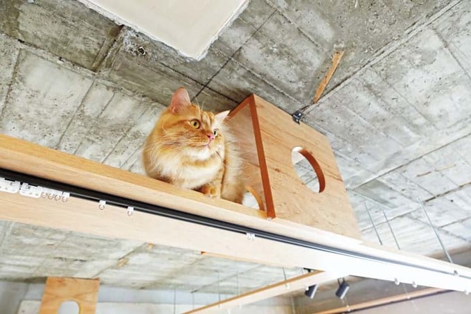 キャットウォークから下を見下ろす猫