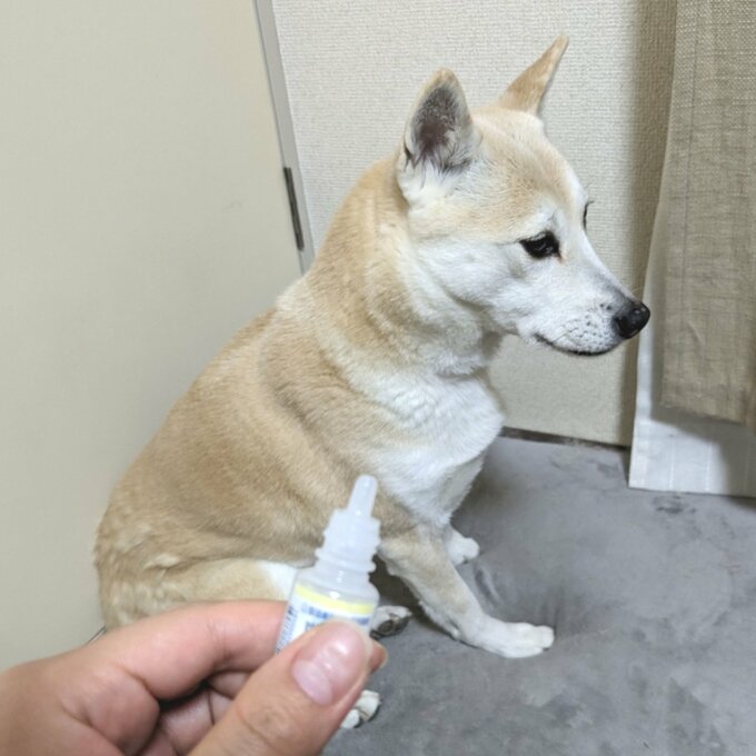 目薬を嫌がる犬