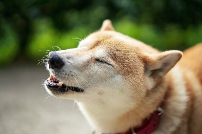 おやつを食べる犬