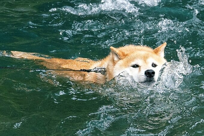 泳ぐ犬