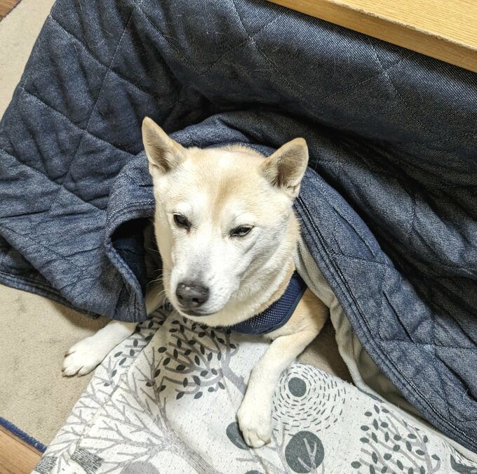 ふうちゃんとおこた