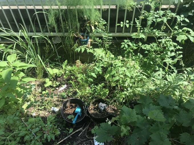 四畳半の小さな庭の様子