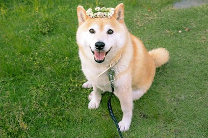 犬の9歳のお誕生日。祝福と約束をしてまた新たな1年が始まる