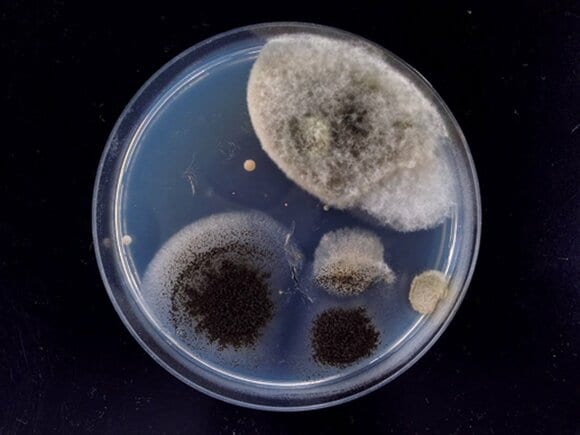 蛇口の先端部分のカビ