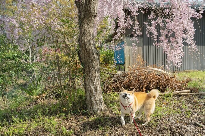 桜の木の下でいい感じの棒