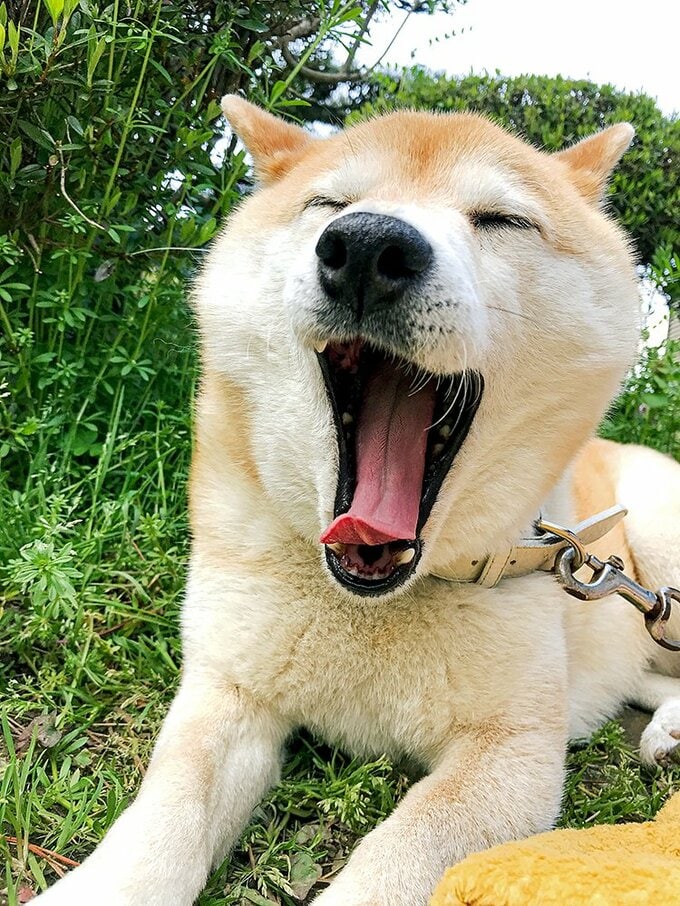 あくびをする犬
