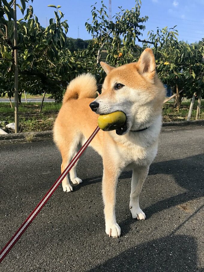 犬の写真を上手に撮るコツ 会話感覚でカメラ目線に Inubot回覧板 Esseonline エッセ オンライン