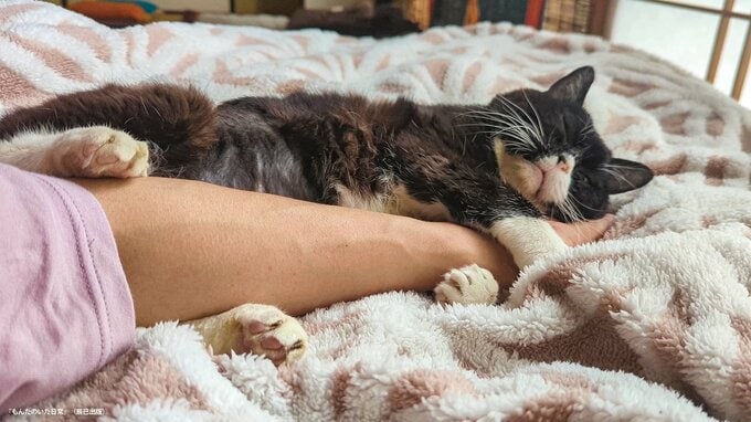 （写真・もんたの飼い主）